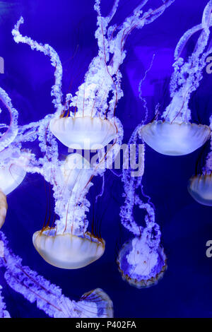 Nettle Jellyfish North Carolina Aquarium Roanoke Island Manteo Outerbanks