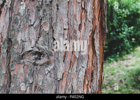 coniferous tree bark detail backdrop Stock Photo