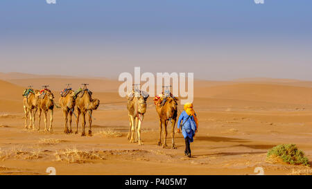 A man leading a camel train across the Moroccan Sahara Desert near Chegagga Stock Photo