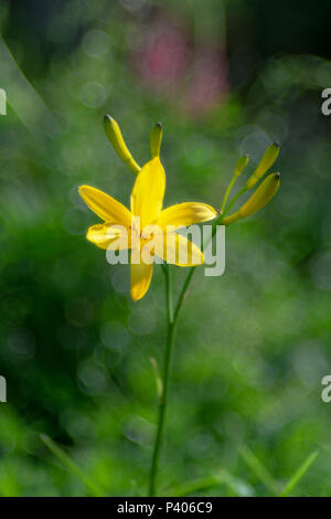 Yellow day daisy on green background with special bubble bokeh. Sweden Stock Photo