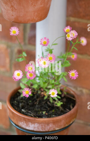 Erigeron ‘Stallone’. Erigeron in drainpipe pot holder. Stock Photo