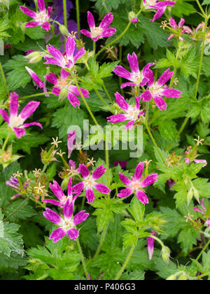 Summer flowers of the narrow petalled hardy perennial geranium, Geranium x oxonianum forma thurstonianum Stock Photo