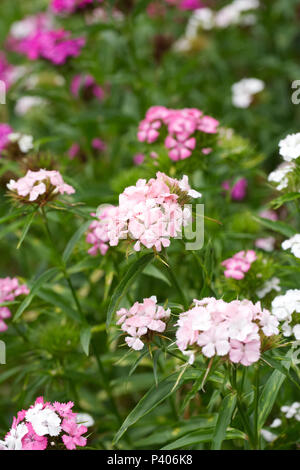 Dianthus barbatus. Sweet William flowers in Late Spring. Stock Photo