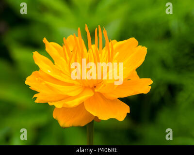 Orange flower of the moisture loving, early summer flowering perennial, Trollius chinensis 'Golden Queen' Stock Photo
