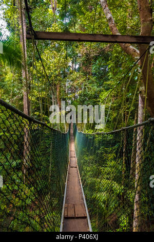 Taman Negara National Park's world's longest canopy walkway from a tourist's perspective, before making the first step on to the suspension bridge. Stock Photo