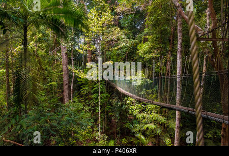 A beautiful atmospheric view of the dense rainforest and the suspension bridge which is part of the world's longest canopy walkway in Taman Negara. Stock Photo