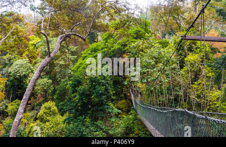 Atmospheric scene of the beautiful dense rainforest and the suspension bridge, leading to a lower platform, which is part of the world's longest... Stock Photo