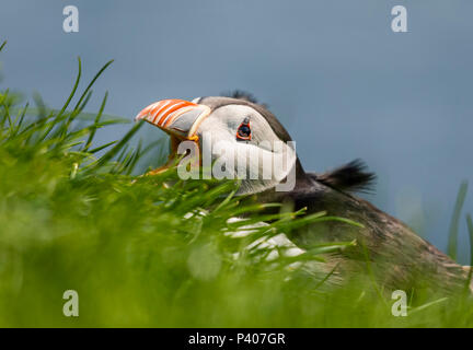 Atlantic Puffin, Fratercula arctica, Mykines, Faroe Islands Stock Photo