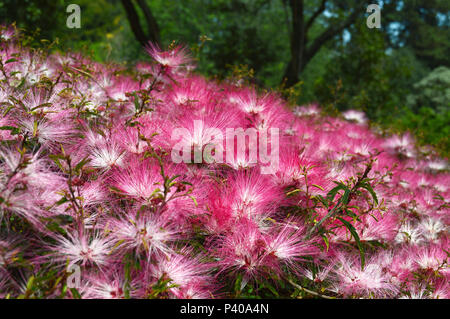 Detalhe de flor caliandra, conhecida por esponjinha ou munduruva, em Cotia - SP. Stock Photo