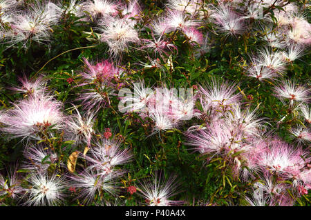 Detalhe de flor caliandra, conhecida por esponjinha ou munduruva, em Cotia - SP. Stock Photo