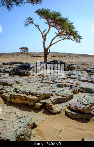 Trees survive and grow on a rocky outcrop in the Moroccan Sahara Desert Stock Photo