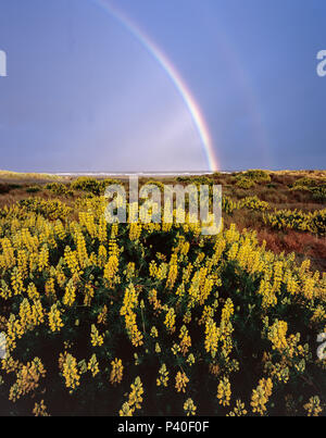 Yellow Bush Lupine, Clam Beach, Little River State Beach, Humboldt County, California Stock Photo