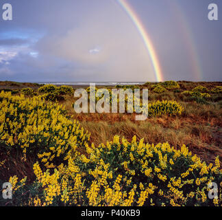 Double Rainbow, Yellow Bush Lupine, Lupinus arboreus, Clam Beach, Little River State Beach, Humboldt County, California Stock Photo