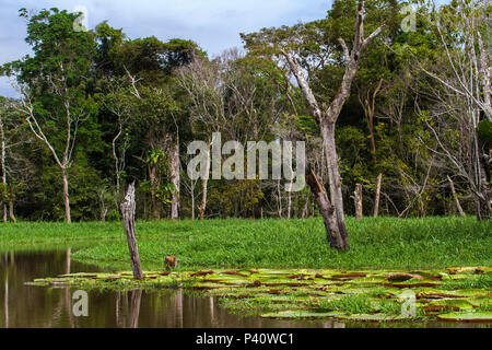 Iranduba - AM Vitória-régia Victoria amazônica planta aquática amazônica Iranduba Amazonia Amazonas Norte Brasil Stock Photo