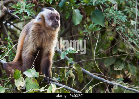 Macaco-prego, Os Macaco-prego (Cebus apella) são macacos do…