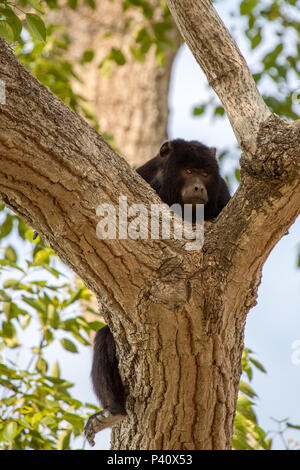 Macaco bugio hi-res stock photography and images - Alamy