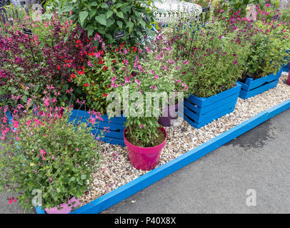 A variety of Salvias, including Love and Wishes, Pink Lips, Royal Bumble, Dysons Maroon; Gardeners' World Live, NEC, Birmingham, England, UK Stock Photo