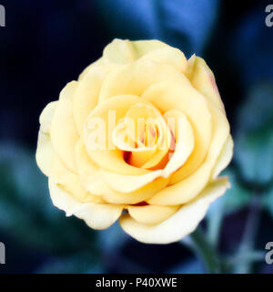 yellow rose. photo. background Stock Photo