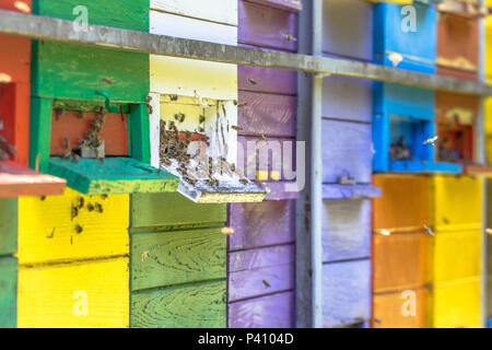 Bees flying in front of Colorful beehive in many different colors on truck Stock Photo