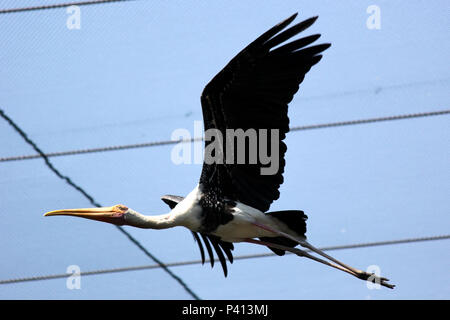 mycteria leucocephala, flying painted stork bird in the zoo Stock Photo