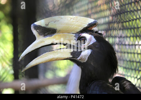 great hornbill buceros bicornis in cage of zoo Stock Photo