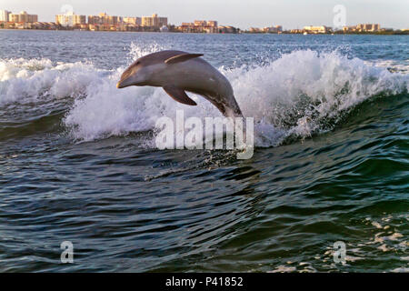 A bottlenose dolphin playfully leaps from the turbulent waters in the wake of a tugboat in Clearwater Bay with Clearwater, Florida buildings in the ba Stock Photo