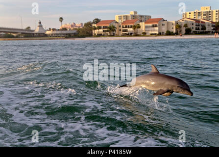 A bottlenose dolphin playfully leaps from the turbulent waters in the wake of a tugboat in Clearwater Bay, Florida, with buildings in the background Stock Photo