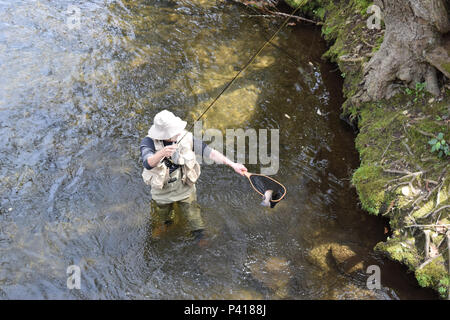 A Fisherman catching Trout in the Davidson River in Pisgah National Forest. Stock Photo