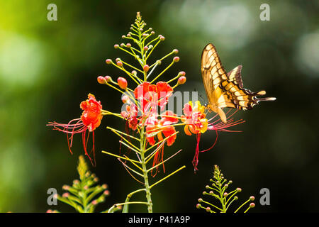 Borboletas buscando néctar nas flores e fazendo polinização. Na foto borboleta amarela e preta. Stock Photo