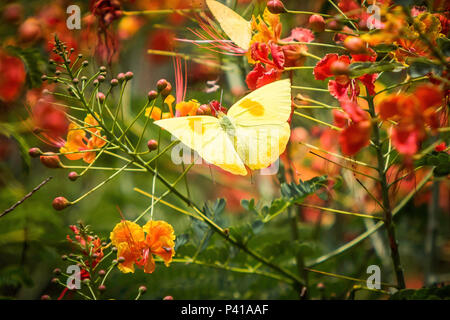 Borboletas buscando néctar nas flores e fazendo polinização. Na foto borboleta amarela. Stock Photo