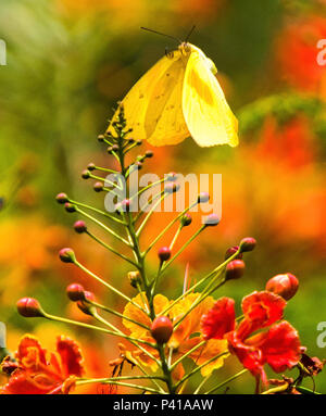 Borboletas buscando néctar nas flores e fazendo polinização. Na foto borboleta amarela. Stock Photo