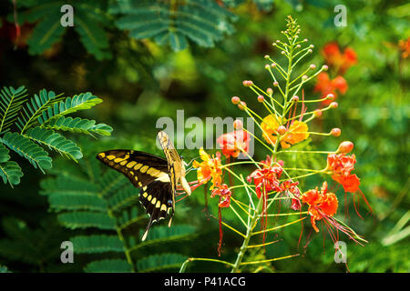 Borboletas buscando néctar nas flores e fazendo polinização. Na foto borboleta amarela e preta. Stock Photo