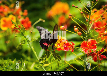 rosa rosa e borboleta