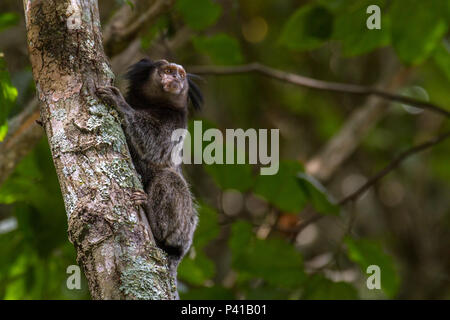 Macaco sagui hi-res stock photography and images - Alamy