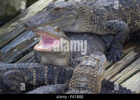 Alligator with mouth open. Stock Photo