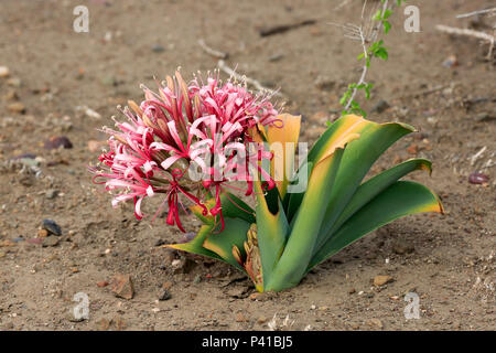 Sand Lily (Crinum buphanoides) blooming, Kruger National Park, South Africa
