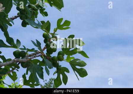 Closeup of a fig tree under the blue sky Stock Photo