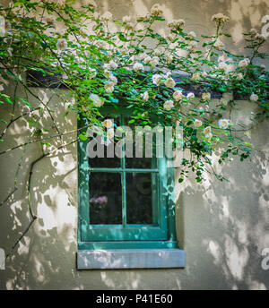 A view of a window with faded turquoise trim in an adobe building with white roses climbing along the roof and walls in a quaint and lovely scene Stock Photo