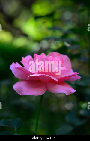 A beautiful isolated Pink florabunda rose in garden surrouded by darkened soft focus foliage Stock Photo