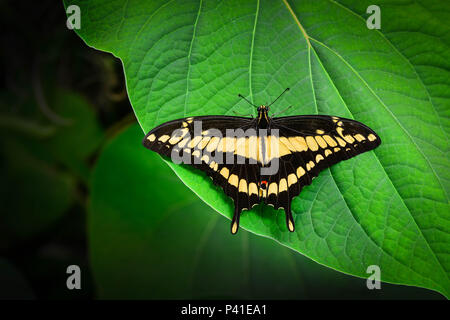 A brilliant Black and Yellow Swallowtail butterfly rests on a big green leaf with wings spread with a dramatic dark soft focus background of foliage Stock Photo