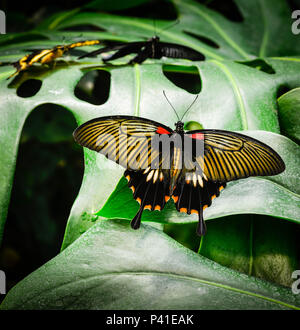 An exotic swallowtail butterfly of gold, black, red and orange, resting on giant green plant leaves with other butterfiles in soft focus background Stock Photo