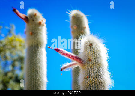 A trio of Old man cacti with blooming red flowers projecting outward covered with white hairy fur-like spikes Stock Photo