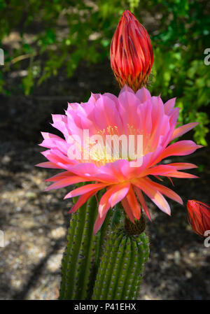 Pink flower blooming on desert cactus at Red Rock Canyon Las Vegas Nevada  Stock Photo - Alamy