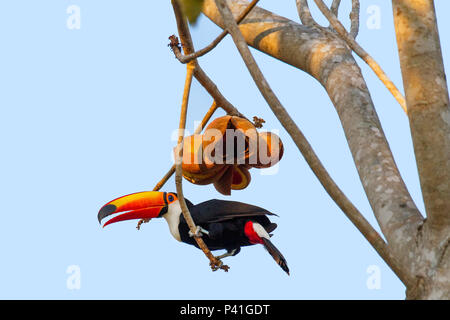 Fazenda Pouso Alegre - Poconé MT Stock Photo