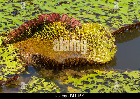 Iranduba-AM Vitória-régia Victoria amazônica planta aquática amazônica Botanica Flora Amazônica água Solimões Fluvial Lago Lago Janauary Iranduba Amazonas Amazônia Norte do Brasil Brasil Stock Photo