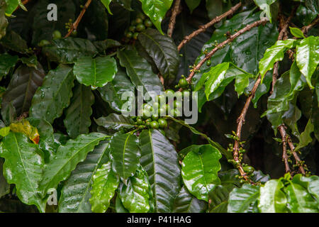 Tres Coracoes Mg Cafeeiro Coffea Arabica L Planta Do Cafe Pe De Cafe Cafe No Pe