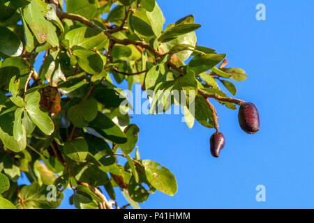 Corumbá- MS Jatobá jatobá jataí jataí-amarelo jataí-peba jitaí farinheira imbiúva Hymenaea courbaril fruta árvore jatobá fruto jatobá Pantanal Corumbá Mato Grosso do Sul Brasil Centro Oeste Stock Photo