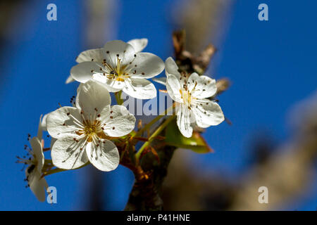 Araçoiaba da serra SP Flor Flor de Pereira Pyrus communis árvore piramidal Flora Natureza Pomar fruta pera Araçoiaba da Serra São Paulo Brasil Stock Photo