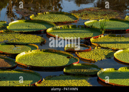 Iranduba-AM Vitória-régia Victoria amazônica planta aquática amazônica Botanica Flora Amazônica água Solimões Fluvial Lago Lago Janauary Iranduba Amazonas Amazônia Norte do Brasil Brasil Stock Photo