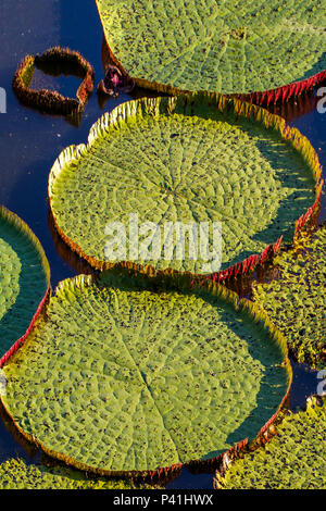 Lago Janauari AM Vitória-régia Victoria amazônica planta aquática amazônica Botanica Flora Amazônica água Solimões Fluvial Lago Lago Janauary Iranduba Amazonas Amazônia Norte do Brasil Brasil Stock Photo